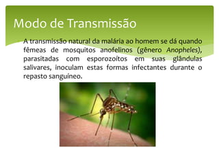 Modo de Transmissão
 A transmissão natural da malária ao homem se dá quando
fêmeas de mosquitos anofelinos (gênero Anopheles),
parasitadas com esporozoítos em suas glândulas
salivares, inoculam estas formas infectantes durante o
repasto sanguíneo.
 