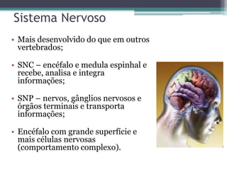 Sistema Nervoso
• Mais desenvolvido do que em outros
vertebrados;
• SNC – encéfalo e medula espinhal e
recebe, analisa e integra
informações;
• SNP – nervos, gânglios nervosos e
órgãos terminais e transporta
informações;
• Encéfalo com grande superfície e
mais células nervosas
(comportamento complexo).
 