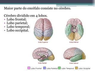 Maior parte do encéfalo consiste no cérebro.
Cérebro dividido em 4 lobos.
• Lobo frontal;
• Lobo parietal;
• Lobo temporal;
• Lobo occipital.
 