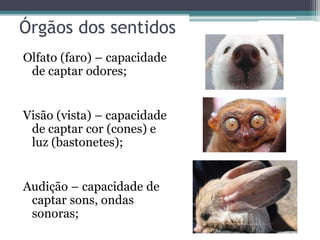 Órgãos dos sentidos
Olfato (faro) – capacidade
de captar odores;
Visão (vista) – capacidade
de captar cor (cones) e
luz (bastonetes);
Audição – capacidade de
captar sons, ondas
sonoras;
 
