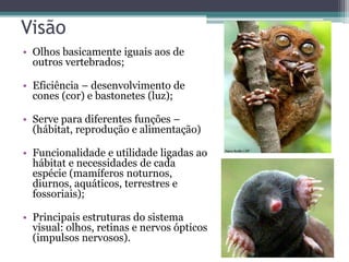Visão
• Olhos basicamente iguais aos de
outros vertebrados;
• Eficiência – desenvolvimento de
cones (cor) e bastonetes (luz);
• Serve para diferentes funções –
(hábitat, reprodução e alimentação)
• Funcionalidade e utilidade ligadas ao
hábitat e necessidades de cada
espécie (mamíferos noturnos,
diurnos, aquáticos, terrestres e
fossoriais);
• Principais estruturas do sistema
visual: olhos, retinas e nervos ópticos
(impulsos nervosos).
 