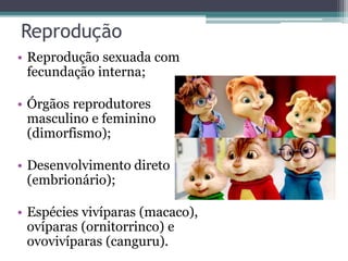 Reprodução
• Reprodução sexuada com
fecundação interna;
• Órgãos reprodutores
masculino e feminino
(dimorfismo);
• Desenvolvimento direto
(embrionário);
• Espécies vivíparas (macaco),
ovíparas (ornitorrinco) e
ovovivíparas (canguru).
 