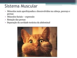 Sistema Muscular
• Músculos mais aperfeiçoados e desenvolvidos na cabeça, pescoço e
pernas
• Músculos faciais – expressão
• Rotação das pernas
• Separação da cavidade torácica da abdominal
 