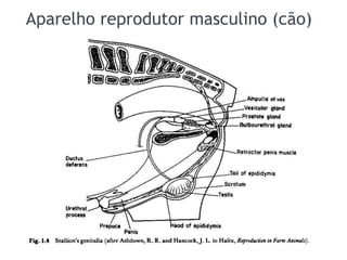 Aparelho reprodutor masculino (cão)
 