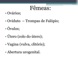 Fêmeas:
• Ovários;
• Oviduto – Trompas de Falópio;
• Óvulos;
• Útero (colo do útero);
• Vagina (vulva, clitóris);
• Abertura urogenital.
 