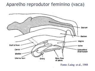 Aparelho reprodutor feminino (vaca)
 