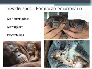 Três divisões - Formação embrionária
• Monotremados;
• Marsupiais;
• Placentários.
 