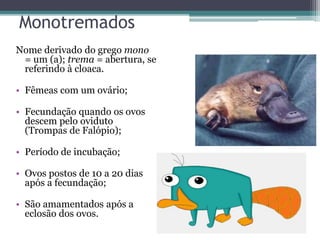 Monotremados
Nome derivado do grego mono
= um (a); trema = abertura, se
referindo à cloaca.
• Fêmeas com um ovário;
• Fecundação quando os ovos
descem pelo oviduto
(Trompas de Falópio);
• Período de incubação;
• Ovos postos de 10 a 20 dias
após a fecundação;
• São amamentados após a
eclosão dos ovos.
 