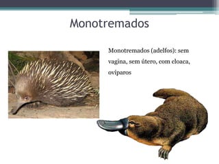 Monotremados
Monotremados (adelfos): sem
vagina, sem útero, com cloaca,
ovíparos
 