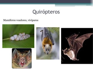 Quirópteros
Mamíferos voadores, vivíparos
 