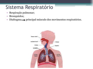 Sistema Respiratório
• Respiração pulmonar;
• Bronquíolos;
• Diafragma principal músculo dos movimentos respiratórios.
 