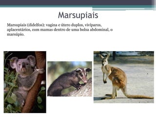 Marsupiais
Marsupiais (didelfos): vagina e útero duplos, vivíparos,
aplacentários, com mamas dentro de uma bolsa abdominal, o
marsúpio.
 