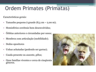 Ordem Primates (Primatas)
Características gerais:
• Tamanho pequeno à grande (8,5 cm – 2,00 m);
• Hemisférios cerebrais bem desenvolvidos;
• Órbitas anteriores e circundadas por ossos;
• Membros com articulação (mobilidade);
• Dedos opositores
• Unhas achatadas (podendo ser garras);
• Cauda presente ou ausente, pêlos;
• Onze famílias viventes e cerca de cinqüenta
gêneros.
 