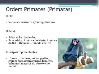 Ordem Primates (Primatas)
Dieta:
• Variada: carnívoros e/ou vegetarianos.
Habitat:
• Arborícolas, terrícolas;
• Ásia, África, América do Norte, América
do Sul – (homem – mundo inteiro)
Principais representantes:
• Homem, macacos, micos, gorilas,
chimpanzés, orangotangos, lêmures,
babuínos, macacos do novo/velho
mundo.
 