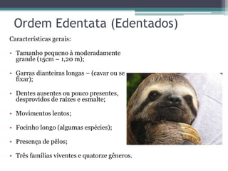 Ordem Edentata (Edentados)
Características gerais:
• Tamanho pequeno à moderadamente
grande (15cm – 1,20 m);
• Garras dianteiras longas – (cavar ou se
fixar);
• Dentes ausentes ou pouco presentes,
desprovidos de raízes e esmalte;
• Movimentos lentos;
• Focinho longo (algumas espécies);
• Presença de pêlos;
• Três famílias viventes e quatorze gêneros.
 