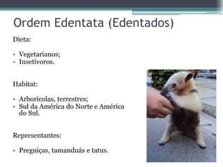 Ordem Edentata (Edentados)
Dieta:
• Vegetarianos;
• Insetívoros.
Habitat:
• Arborícolas, terrestres;
• Sul da América do Norte e América
do Sul.
Representantes:
• Preguiças, tamanduás e tatus.
 