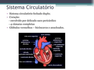 Sistema Circulatório
• Sistema circulatório fechado duplo;
• Coração:
- envolvido por delicado saco pericárdico
- 4 câmaras completas
• Glóbulos vermelhos – bicôncavos e anucleados.
 