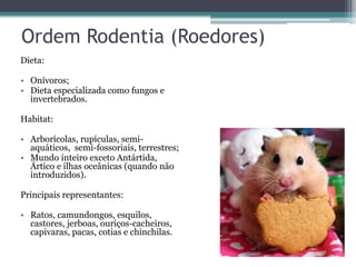 Ordem Rodentia (Roedores)
Dieta:
• Onívoros;
• Dieta especializada como fungos e
invertebrados.
Habitat:
• Arborícolas, rupículas, semi-
aquáticos, semi-fossoriais, terrestres;
• Mundo inteiro exceto Antártida,
Ártico e ilhas oceânicas (quando não
introduzidos).
Principais representantes:
• Ratos, camundongos, esquilos,
castores, jerboas, ouriços-cacheiros,
capivaras, pacas, cotias e chinchilas.
 