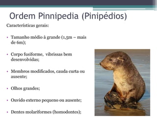 Ordem Pinnipedia (Pinipédios)
Características gerais:
• Tamanho médio à grande (1,5m – mais
de 6m);
• Corpo fusiforme, vibrissas bem
desenvolvidas;
• Membros modificados, cauda curta ou
ausente;
• Olhos grandes;
• Ouvido externo pequeno ou ausente;
• Dentes molariformes (homodontes);
 