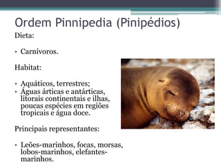 Ordem Pinnipedia (Pinipédios)
Dieta:
• Carnívoros.
Habitat:
• Aquáticos, terrestres;
• Águas árticas e antárticas,
litorais continentais e ilhas,
poucas espécies em regiões
tropicais e água doce.
Principais representantes:
• Leões-marinhos, focas, morsas,
lobos-marinhos, elefantes-
marinhos.
 