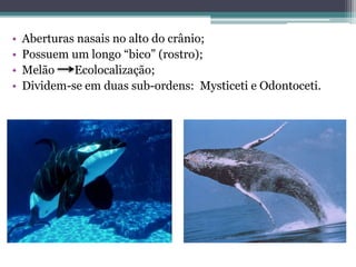 • Aberturas nasais no alto do crânio;
• Possuem um longo “bico” (rostro);
• Melão Ecolocalização;
• Dividem-se em duas sub-ordens: Mysticeti e Odontoceti.
 