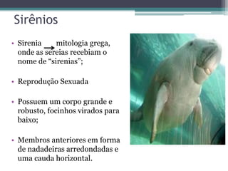 Sirênios
• Sirenia mitologia grega,
onde as sereias recebiam o
nome de “sirenias”;
• Reprodução Sexuada
• Possuem um corpo grande e
robusto, focinhos virados para
baixo;
• Membros anteriores em forma
de nadadeiras arredondadas e
uma cauda horizontal.
 