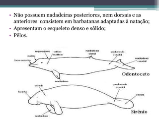 • Não possuem nadadeiras posteriores, nem dorsais e as
anteriores consistem em barbatanas adaptadas à natação;
• Apresentam o esqueleto denso e sólido;
• Pêlos.
 