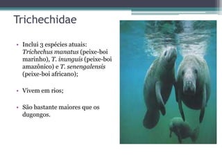 Trichechidae
• Inclui 3 espécies atuais:
Trichechus manatus (peixe-boi
marinho), T. inunguis (peixe-boi
amazônico) e T. senengalensis
(peixe-boi africano);
• Vivem em rios;
• São bastante maiores que os
dugongos.
 