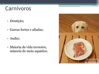 Carnívoros
• Dentição;
• Garras fortes e afiadas;
• Andar;
• Maioria de vida terrestre,
minoria de meio aquático.
 