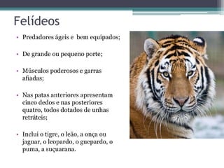 Felídeos
• Predadores ágeis e bem equipados;
• De grande ou pequeno porte;
• Músculos poderosos e garras
afiadas;
• Nas patas anteriores apresentam
cinco dedos e nas posteriores
quatro, todos dotados de unhas
retráteis;
• Inclui o tigre, o leão, a onça ou
jaguar, o leopardo, o guepardo, o
puma, a suçuarana.
 