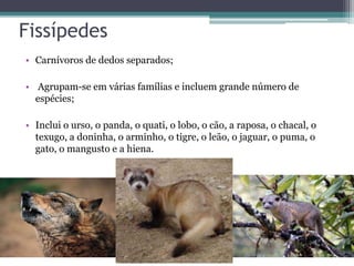 Fissípedes
• Carnívoros de dedos separados;
• Agrupam-se em várias famílias e incluem grande número de
espécies;
• Inclui o urso, o panda, o quati, o lobo, o cão, a raposa, o chacal, o
texugo, a doninha, o arminho, o tigre, o leão, o jaguar, o puma, o
gato, o mangusto e a hiena.
 