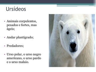 Ursídeos
• Animais corpulentos,
pesados e fortes, mas
ágeis;
• Andar plantígrado;
• Predadores;
• Urso polar, o urso negro
americano, o urso pardo
e o urso malaio.
 