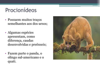 Procionídeos
• Possuem muitos traços
semelhantes aos dos ursos;
• Algumas espécies
apresentam, como
diferença, caudas
desenvolvidas e preênseis;
• Fazem parte o panda, o
olingo sul-americano e o
quati.
 