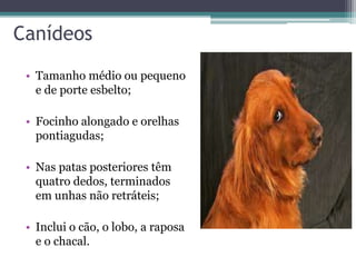 Canídeos
• Tamanho médio ou pequeno
e de porte esbelto;
• Focinho alongado e orelhas
pontiagudas;
• Nas patas posteriores têm
quatro dedos, terminados
em unhas não retráteis;
• Inclui o cão, o lobo, a raposa
e o chacal.
 