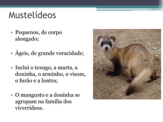 Mustelídeos
• Pequenos, de corpo
alongado;
• Ágeis, de grande voracidade;
• Inclui o texugo, a marta, a
doninha, o arminho, o visom,
o furão e a lontra;
• O mangusto e a doninha se
agrupam na família dos
viverrídeos.
 