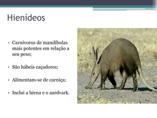 Hienídeos
• Carnívoros de mandíbulas
mais potentes em relação a
seu peso;
• São hábeis caçadores;
• Alimentam-se de carniça;
• Inclui a hiena e o aardvark.
 