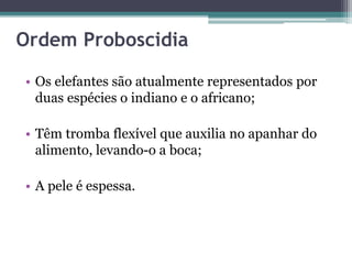 Ordem Proboscidia
• Os elefantes são atualmente representados por
duas espécies o indiano e o africano;
• Têm tromba flexível que auxilia no apanhar do
alimento, levando-o a boca;
• A pele é espessa.
 