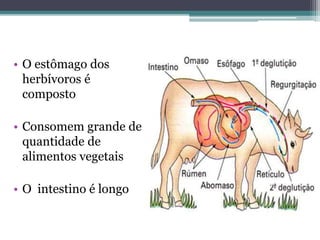 • O estômago dos
herbívoros é
composto
• Consomem grande de
quantidade de
alimentos vegetais
• O intestino é longo
 