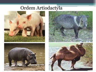Ordem Artiodactyla
 