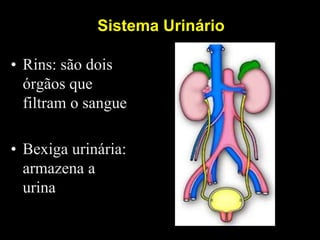 Sistema Urinário
• Rins: são dois
órgãos que
filtram o sangue
• Bexiga urinária:
armazena a
urina
 