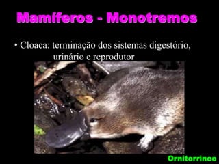 Mamíferos - Monotremos
• Cloaca: terminação dos sistemas digestório,
urinário e reprodutor
Ornitorrinco
 