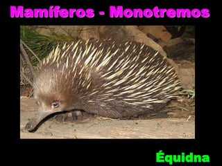 Mamíferos - Monotremos
Équidna
 