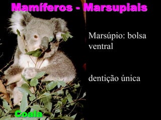Mamíferos - Marsupiais
Coala
Marsúpio: bolsa
ventral
dentição única
 