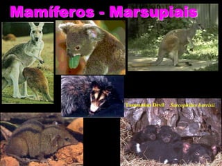 Mamíferos - Marsupiais
 