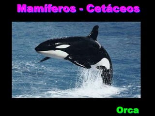 Mamíferos - Cetáceos
Orca
 