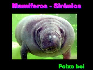 Mamíferos - Sirênios
Peixe boi
São herbívoros
Representante único
 