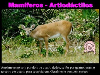 Mamíferos - Artiodáctilos
Apóiam-se no solo por dois ou quatro dedos, se for por quatro, usam o
terceiro e o quarto para se apoiarem. Geralmente possuem cascos
 