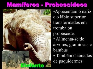 Mamíferos - Proboscídeos
Elefante
•Apresentam o nariz
e o lábio superior
transformados em
tromba ou
probóscide.
• Alimenta-se de
árvores, gramíneas e
bambus
• Também chamados
de paquidermes
 
