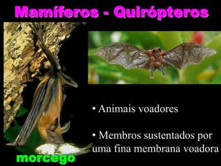 Mamíferos - Quirópteros
morcego
• Animais voadores
• Membros sustentados por
uma fina membrana voadora
 