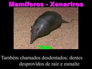 Mamíferos - Xenartros
Tatu
Também chamados desdentados: dentes
desprovidos de raiz e esmalte
 